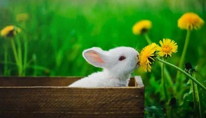 九游app下载中心-勇士球员在战术模拟中展现极强比赛智商，nba勇士战术