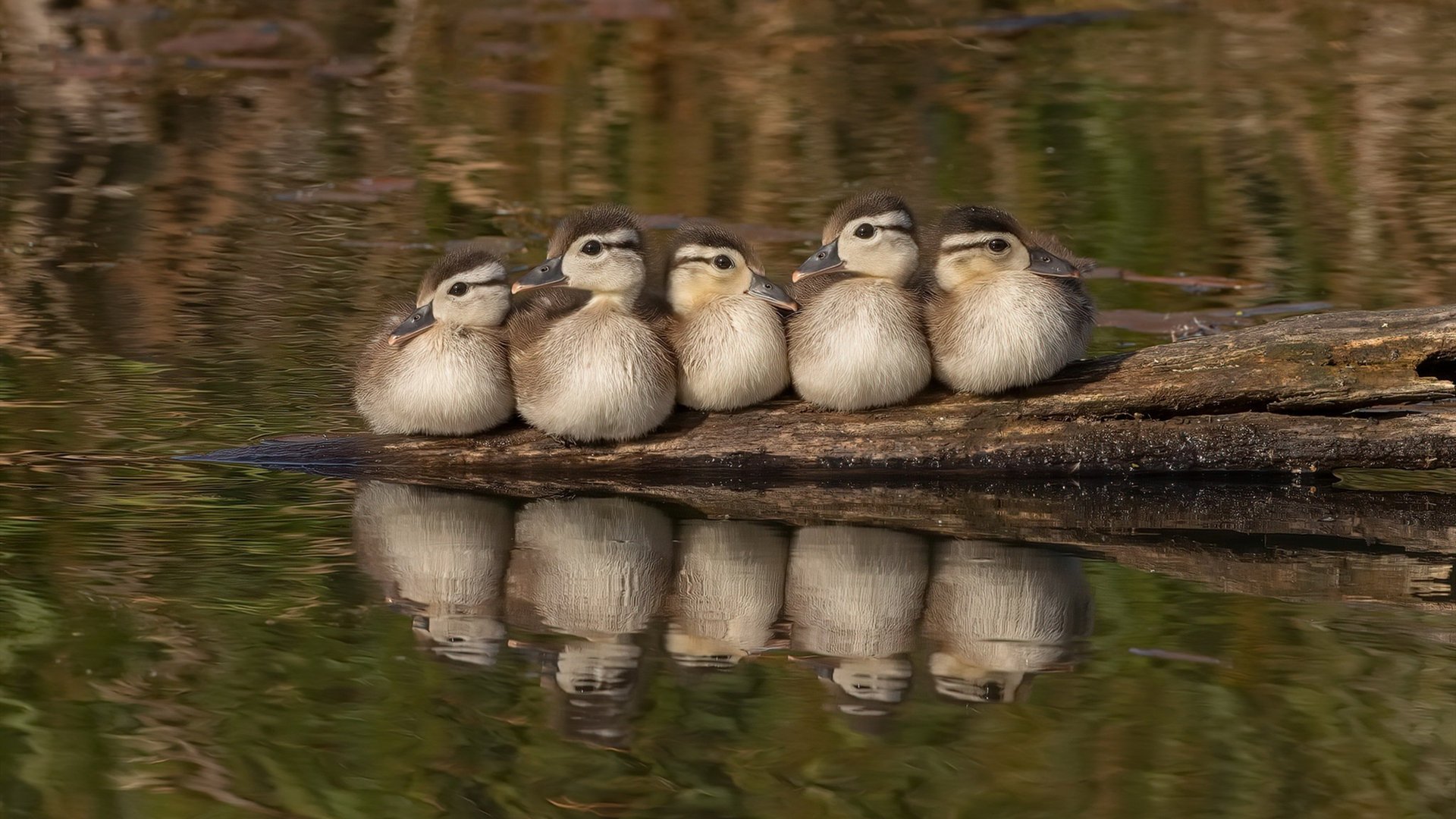 _篮网队战术调整到位,战绩稳步上升_,篮网队战术手册
