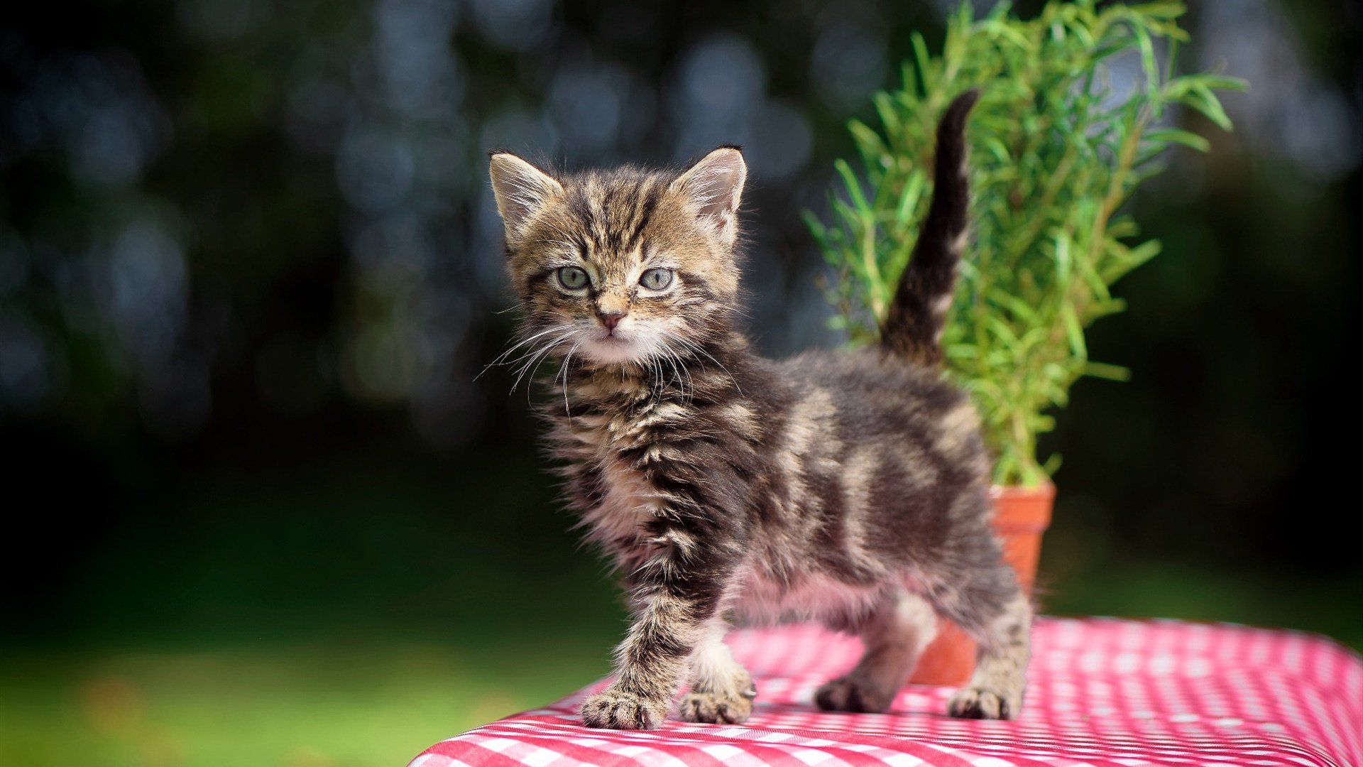 _爵士队稳步前行,排名逐步上升_,爵士队赛事