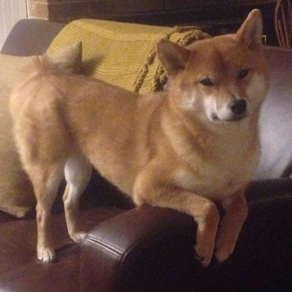 _篮网队攻击火力全开,实力不容小觑_,篮网队篮球