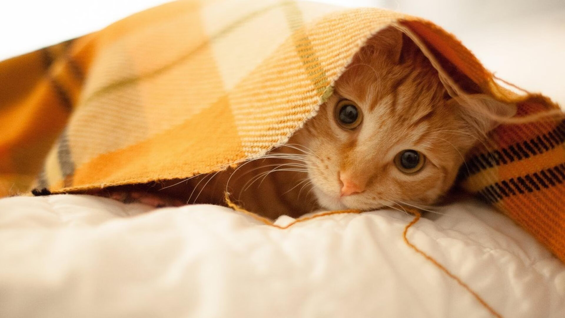 《电竞行业的“隐形冠军”：幕后力量崛起》，电竞幕后工作人员