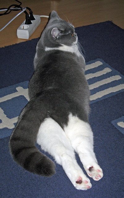 伤病监控:关键球员状态与比赛影响分析,球员伤病条款