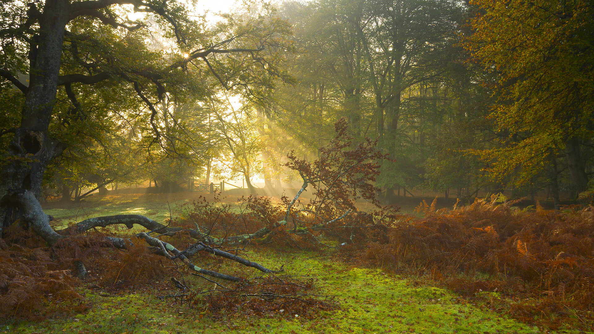 史上最年轻“冠军新星”初登欧冠舞台,最年轻欧冠进球