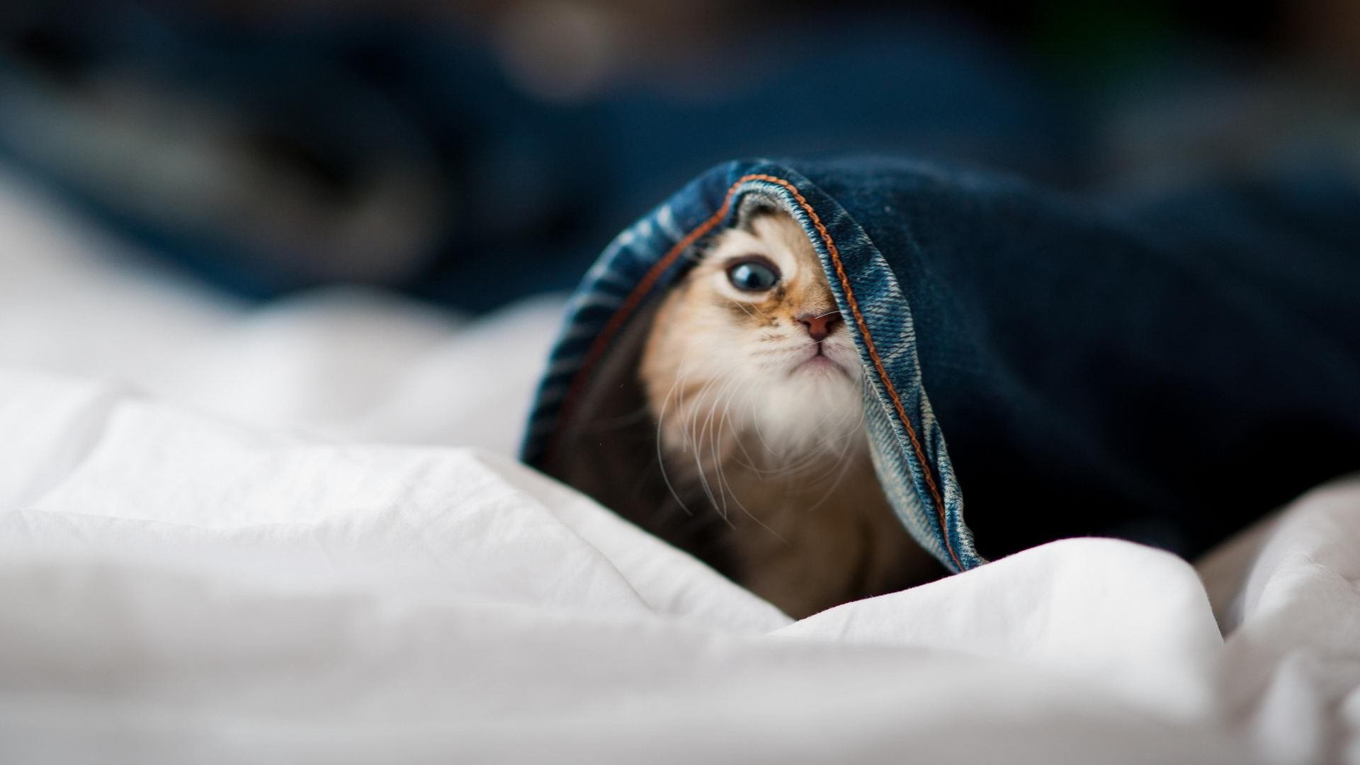 最激烈战斗!北京队在最后一分钟奋力反超,险胜上海!,北京队又输了