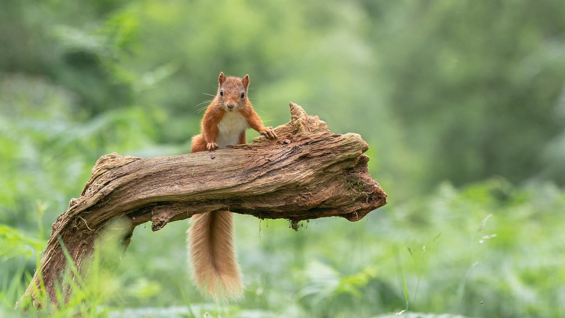 科技革新:虚拟训练、智能传感设备让球员飞跃提升,虚拟训练技术