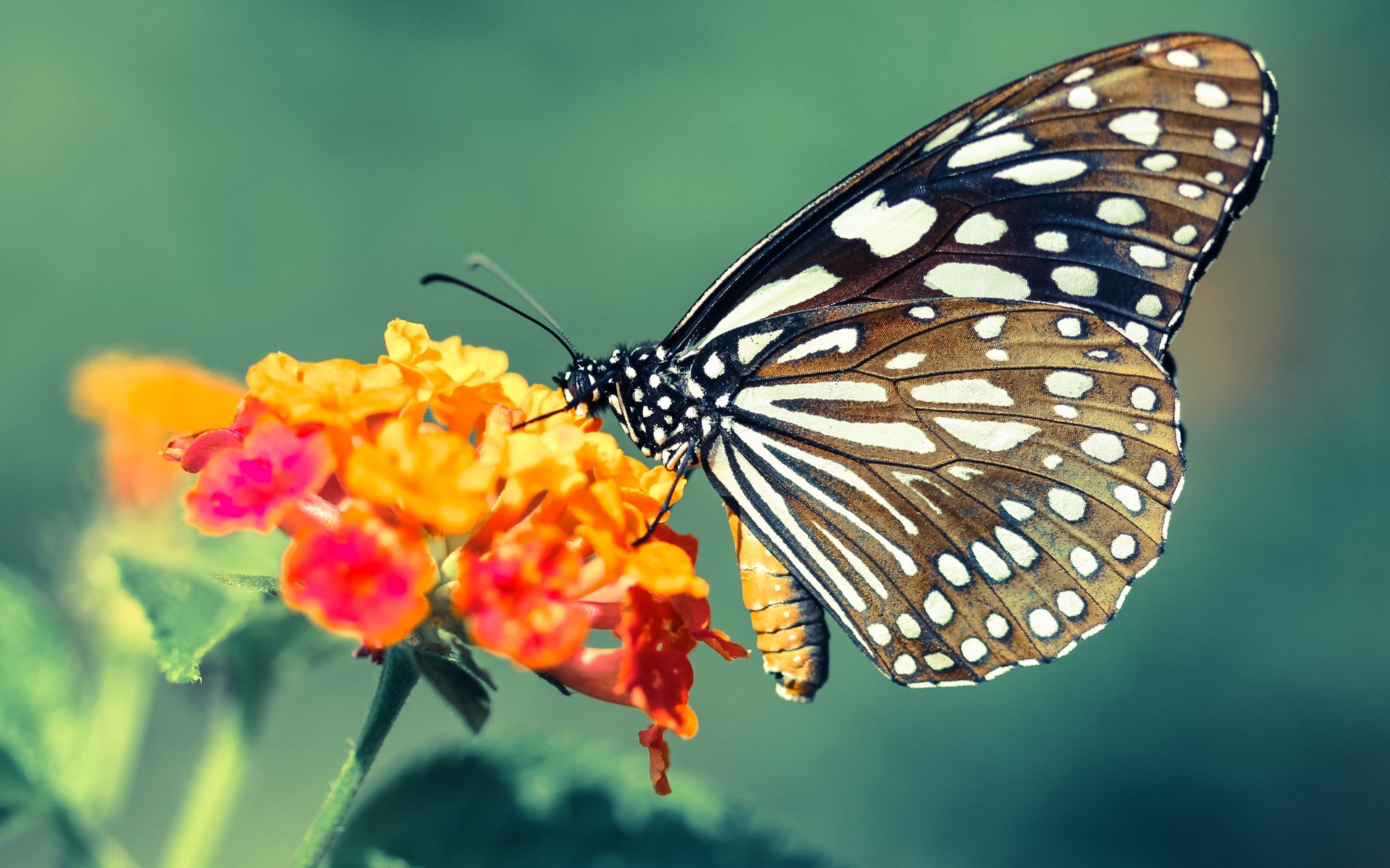 经典战役再现:NBA历史上最感人比赛细节回顾,nba感人故事