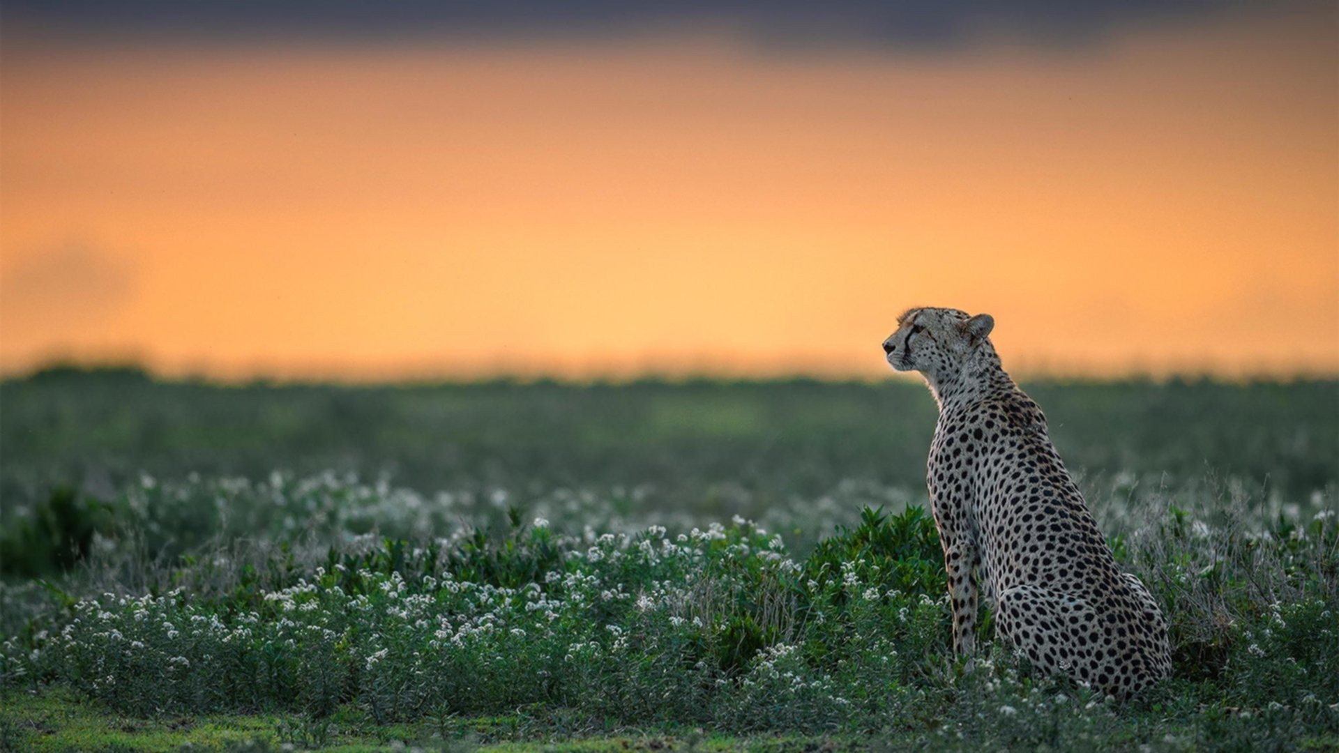 西班牙球员赫佐尼亚可能重返NBA,NBA球队对其感兴趣,西班牙队门将德赫亚