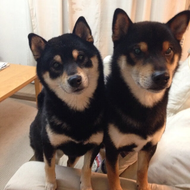 足球运动常识列入中小学课程标准试点,足球课程体系