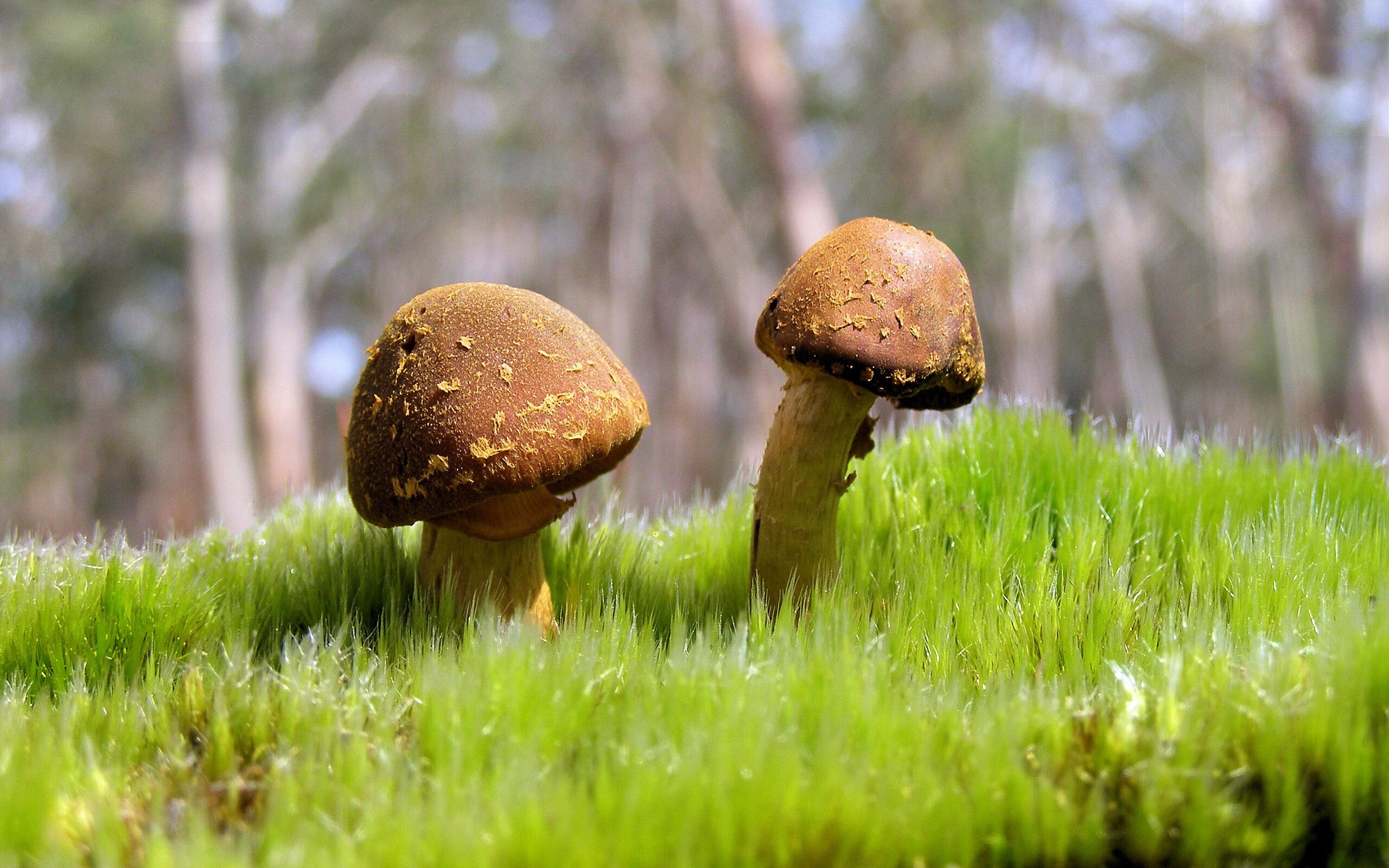 Team Liquid启动选手心理辅导计划