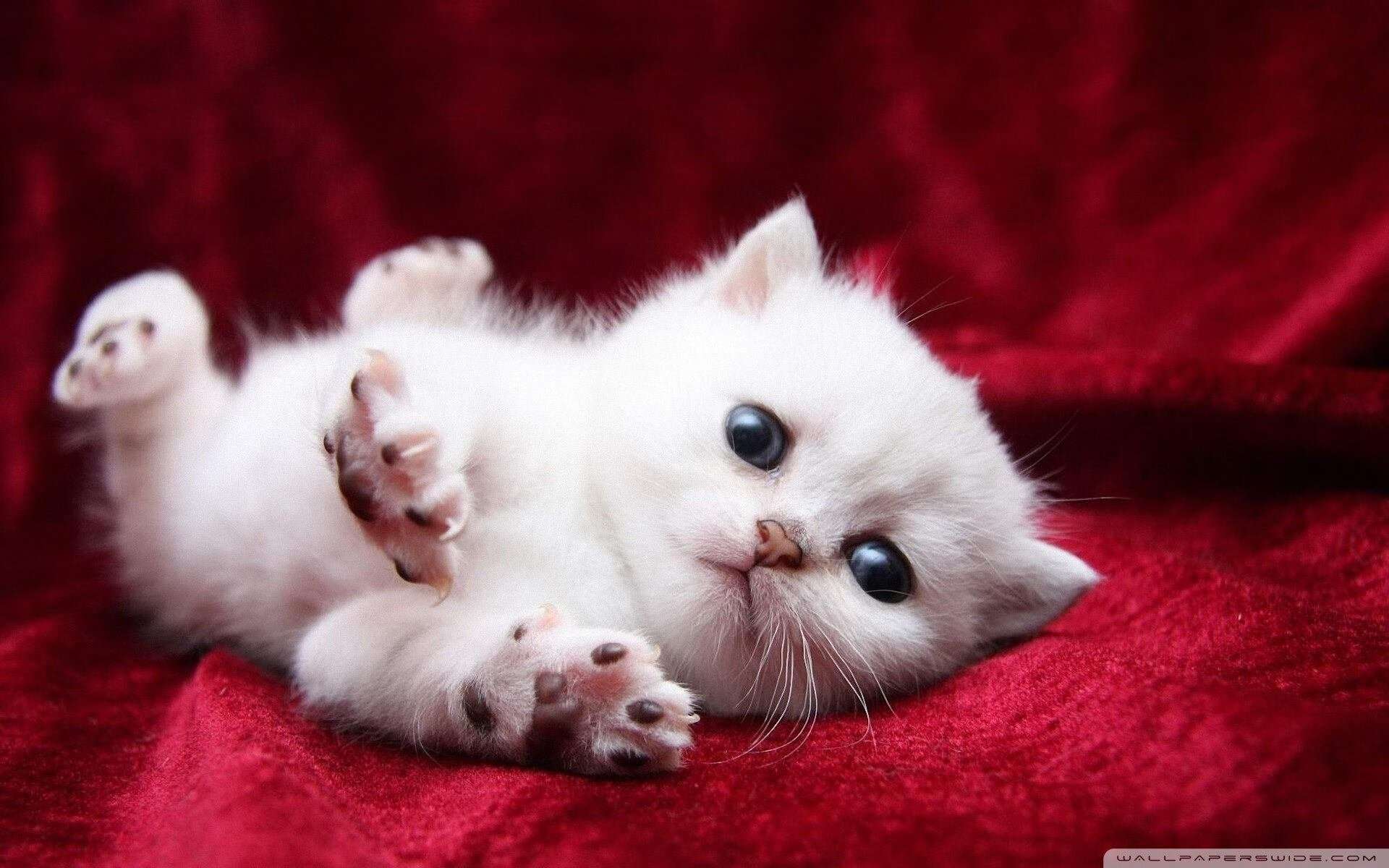 创作者基金推动堡垒之夜内容多样化,堡垒之夜创立者包