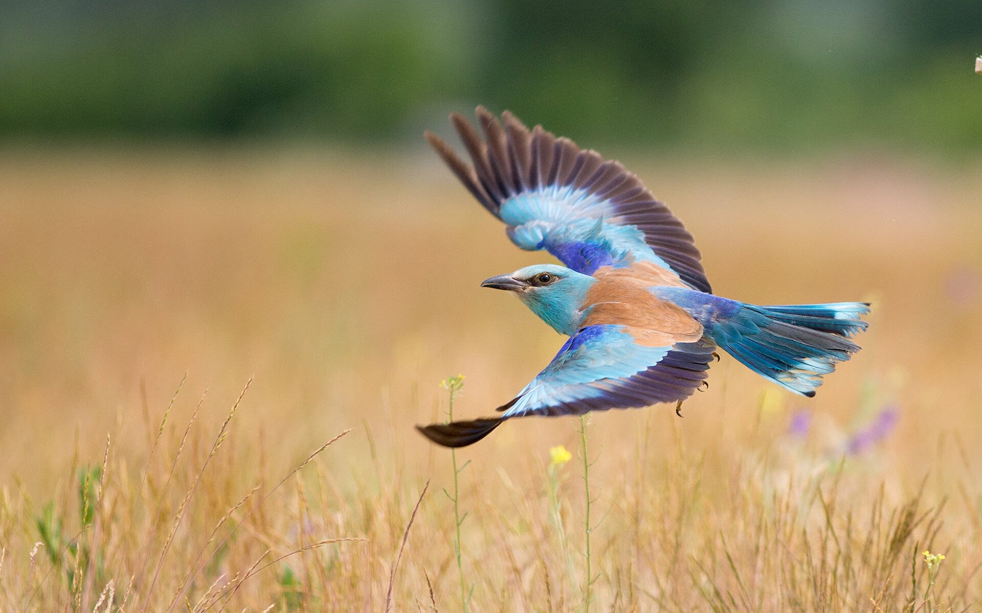 创纪录足球队保持赛季不败,足球联赛不败纪录