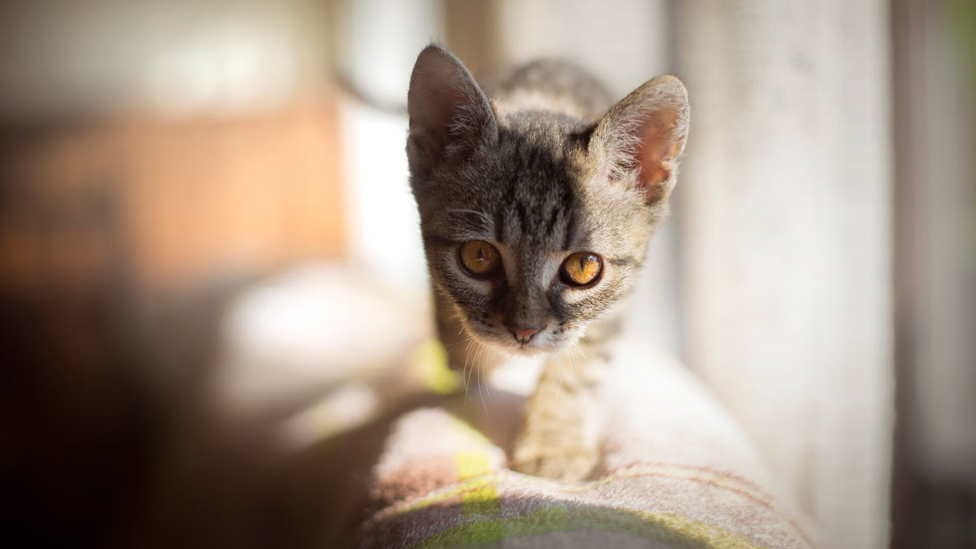 利雅得新月刷新沙特联赛进球纪录,沙特利雅得怎么样