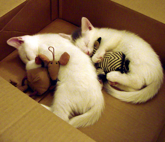 压哨进球逆转胜,球队气势如虹备战更强敌,足球压哨进球